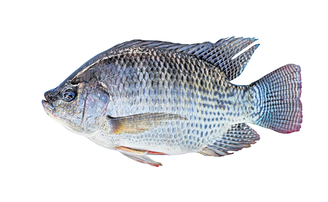 Frozen Seafood Export Andhra Pradesh - Arjilli Sea Foods
