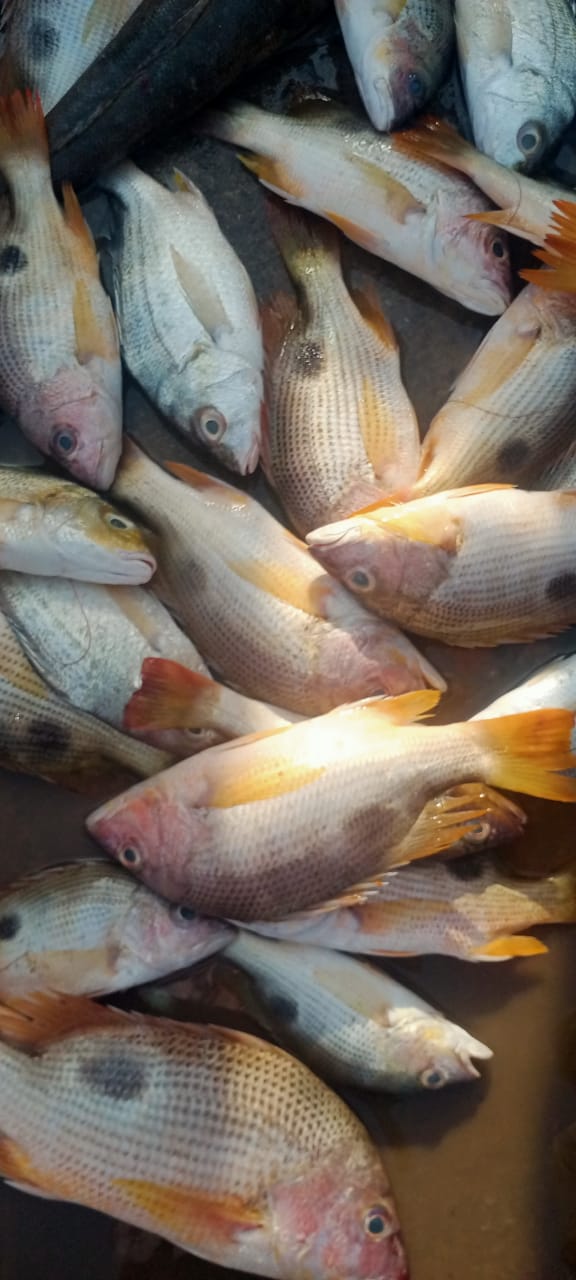 Red Snapper Supplier Andhra Pradesh