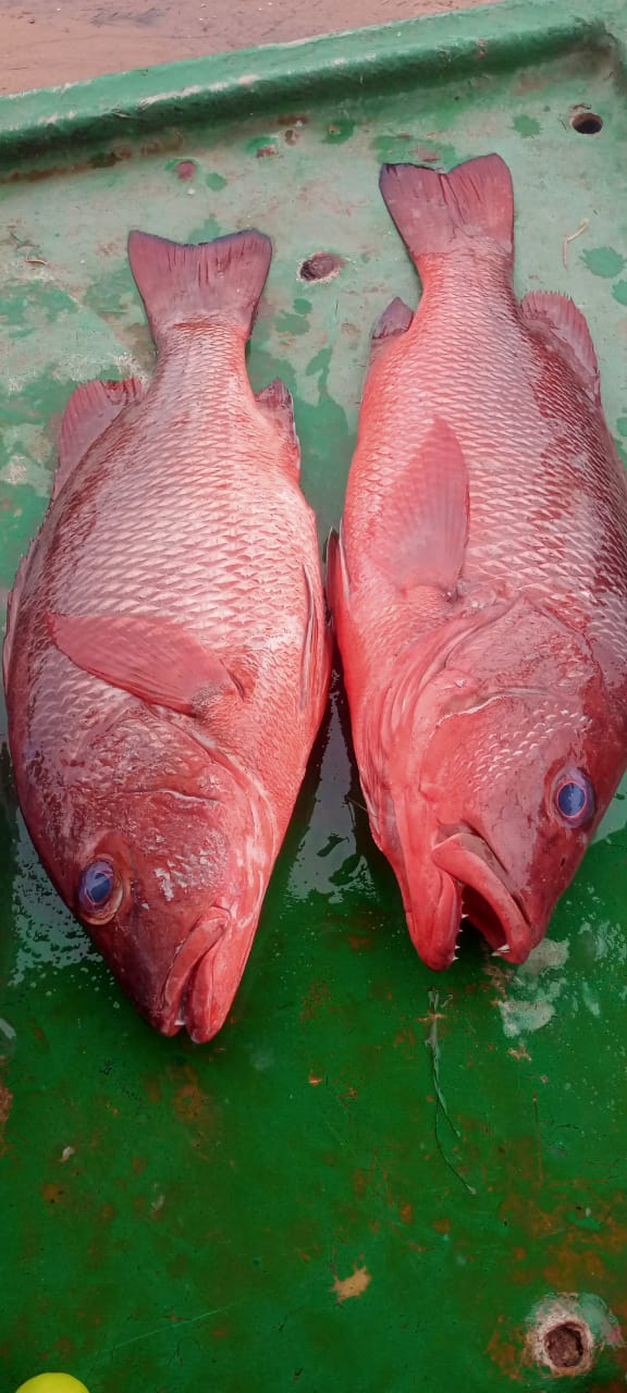 Export Quality Dry Prawns Andhra Pradesh - Arjilli Sea Foods