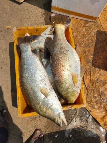 Rohu Fish Andhra Pradesh