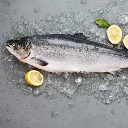 Salmon Fish - Fresh Salmon Andhra Pradesh - Arjilli Sea Foods