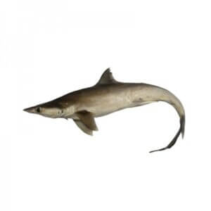 Shark Fish - Shark Supply Andhra Pradesh - Arjilli Sea Foods
