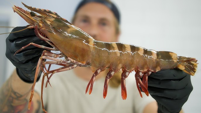 Tiger Prawns for Hotels & Restaurants Guntur